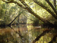 creek1